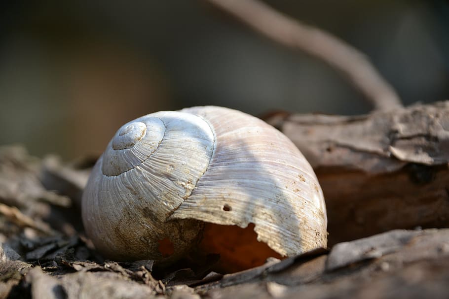 shell, snail shell, branch, animal wildlife, animal themes HD wallpaper