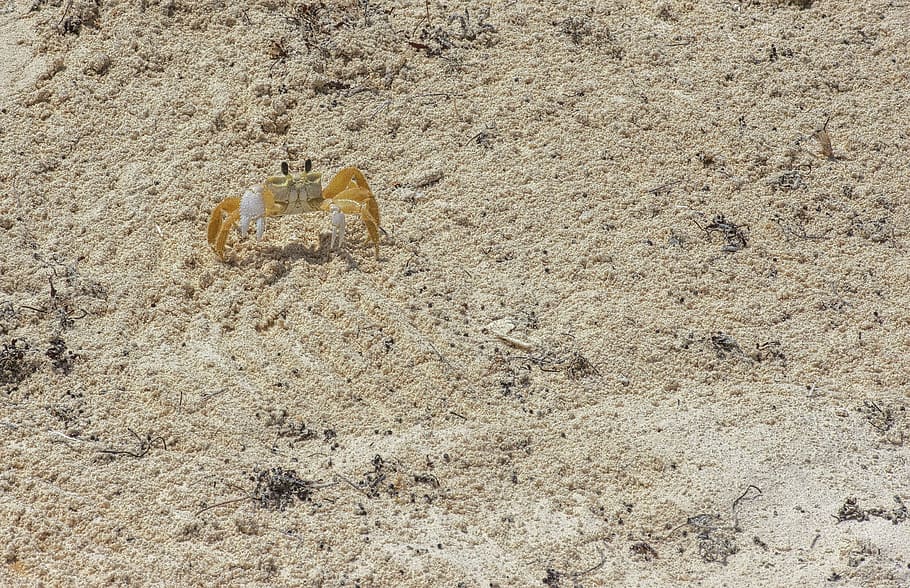 sand, crayfish, crab, nature, wildlife, crustacean, seafood HD wallpaper
