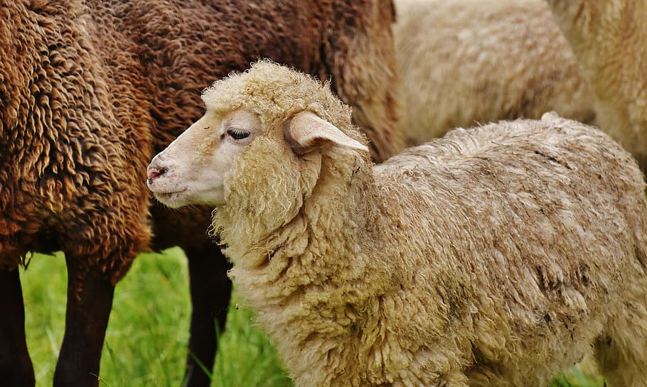 herd of sheep on green grass closeup photography, animal, meadow HD wallpaper