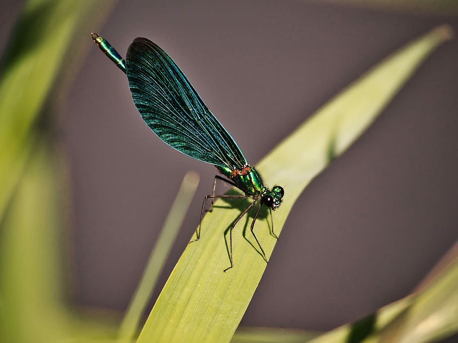 dragonfly, macro, close, insect, nature, wing, animal themes HD wallpaper