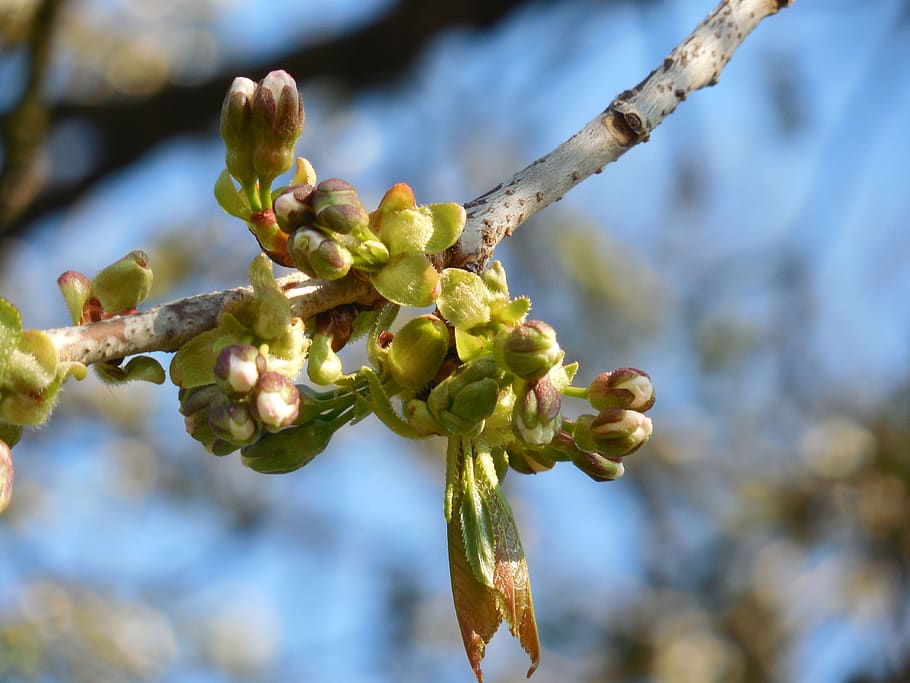 blooming buds, cherry blossoms, spring, branch, blue sky, growth HD wallpaper