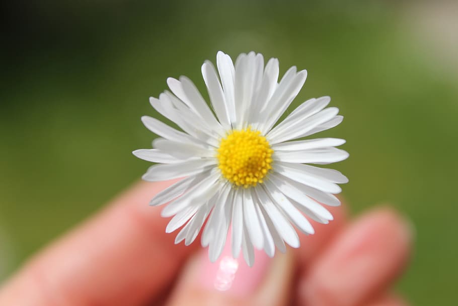 daisy, flower, nature, flowering plant, human body part, freshness HD wallpaper