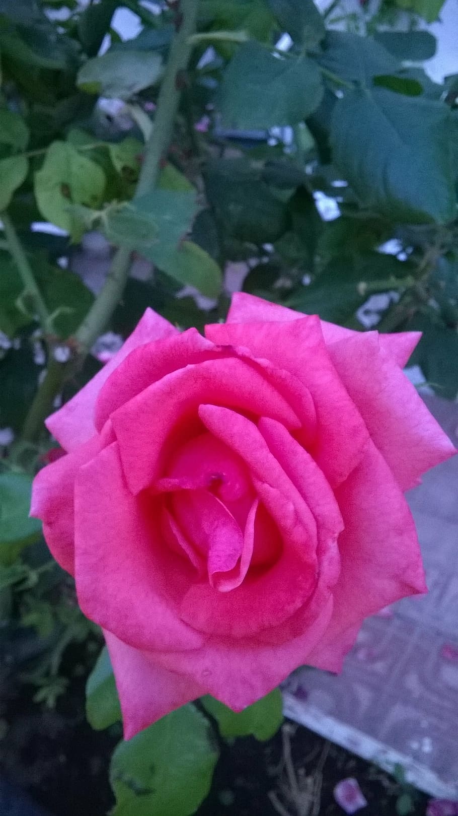 flower, rosa, red rose, spring, garden, plant, flowering plant HD wallpaper