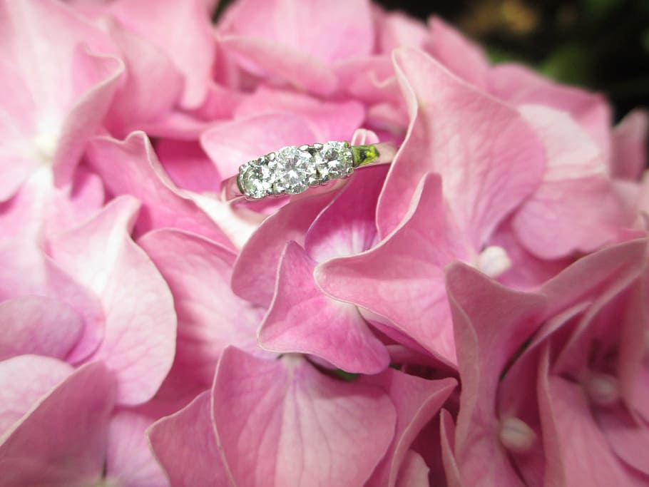 silver-colored clear gemstone ring on pink petaled flowers HD wallpaper