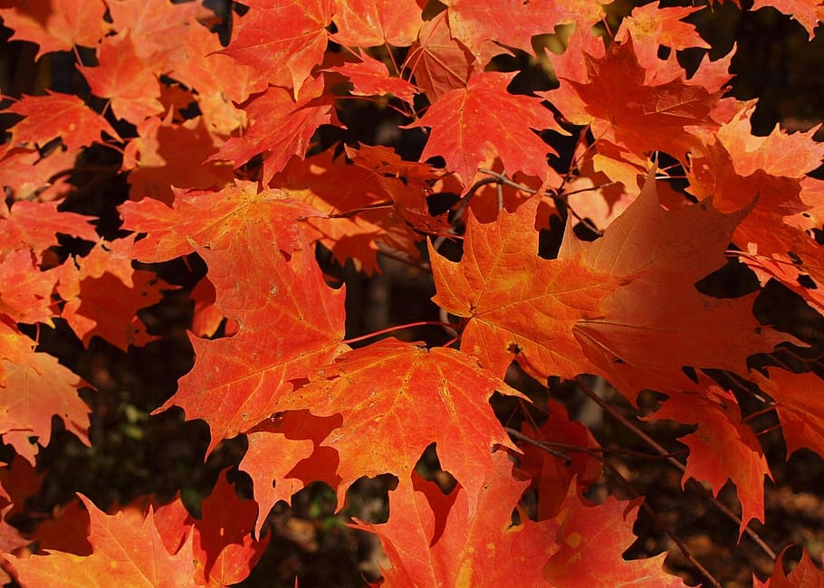 autumn, fall, orange, maple, leaf, leaves, nature, tree, woods HD wallpaper