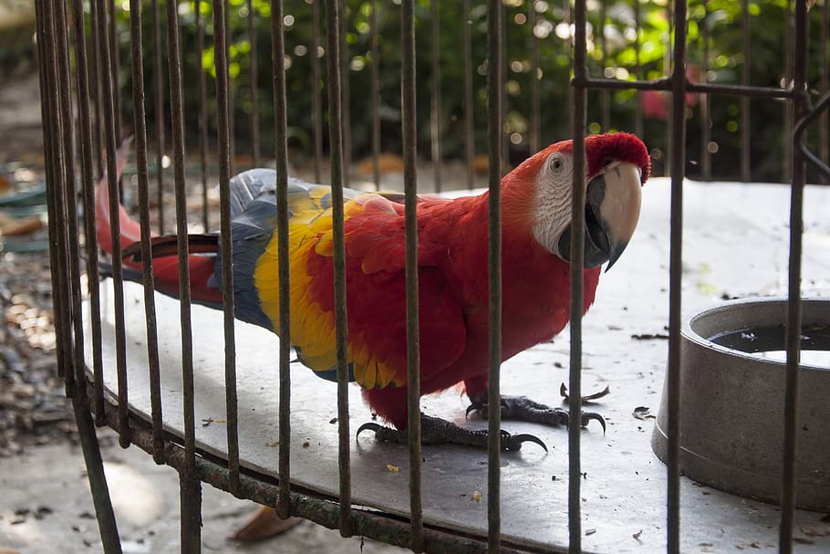 caged, animal, parrot, animal themes, bird, vertebrate, one animal HD wallpaper