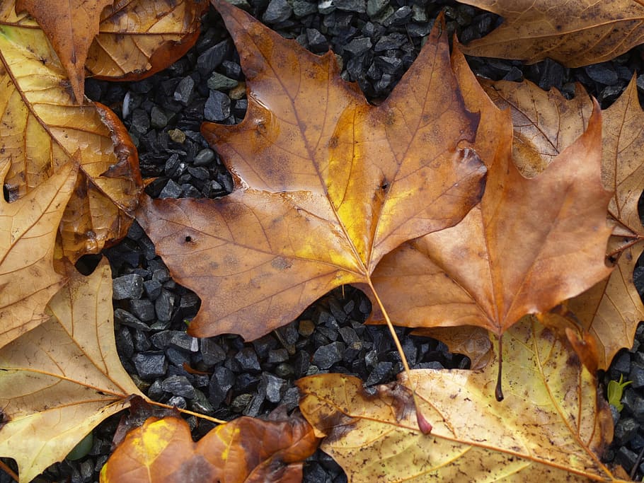 nature, leaf, landscape, autumn, plant part, change, dry, leaves HD wallpaper