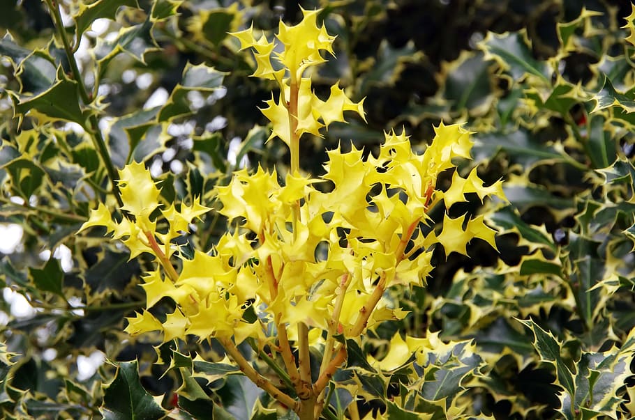 holly, yellow, spice, color, bouquet, broom witch, ilex, botany, HD wallpaper