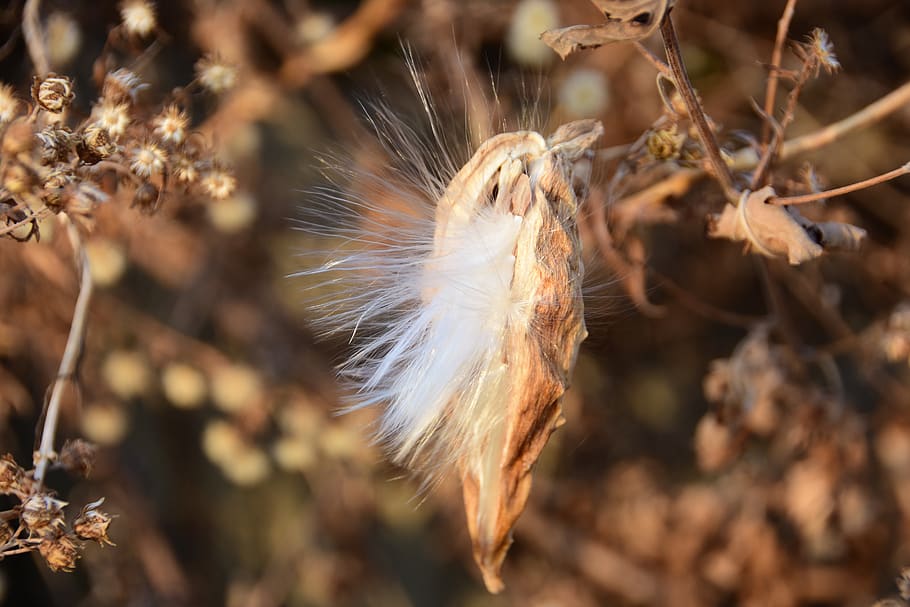 nature, plants, fruit, feather, vulnerability, close-up, fragility HD wallpaper