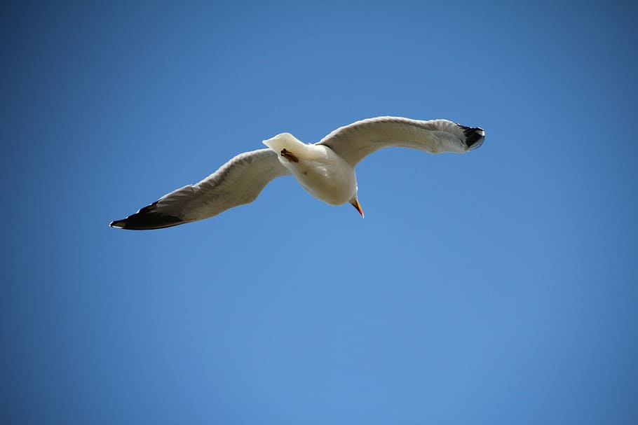 sky, seagull, bird, fly, feathers, animal themes, one animal HD wallpaper