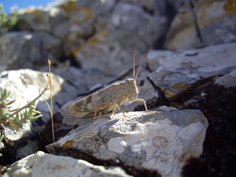 desert locust, insect, grasshopper, nature, animal, wildlife HD wallpaper