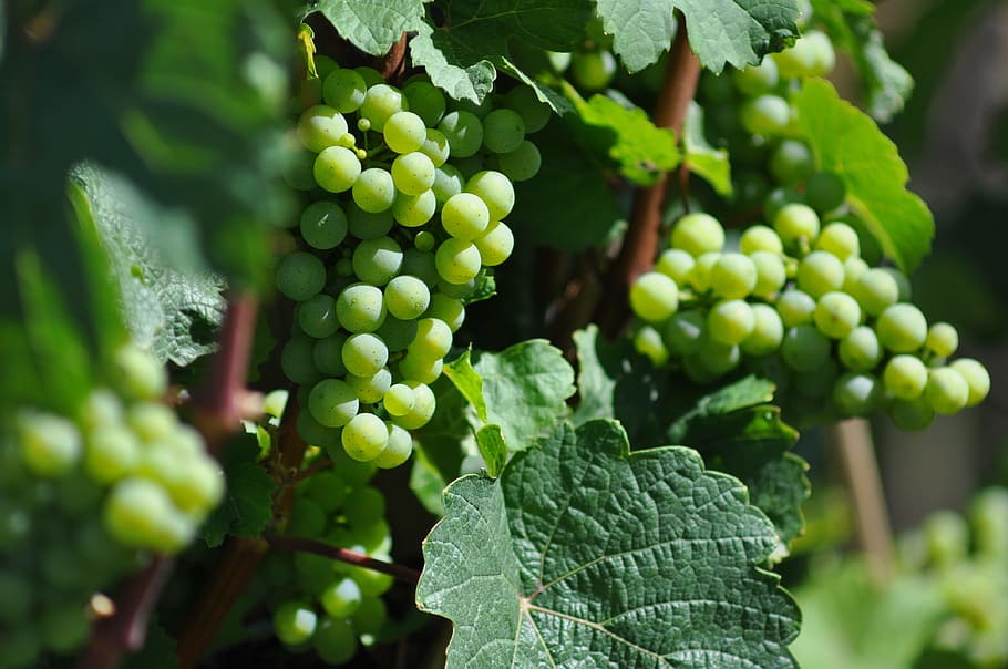 close-up photo of green grapes, wine, grapevine, leaves, winegrowing