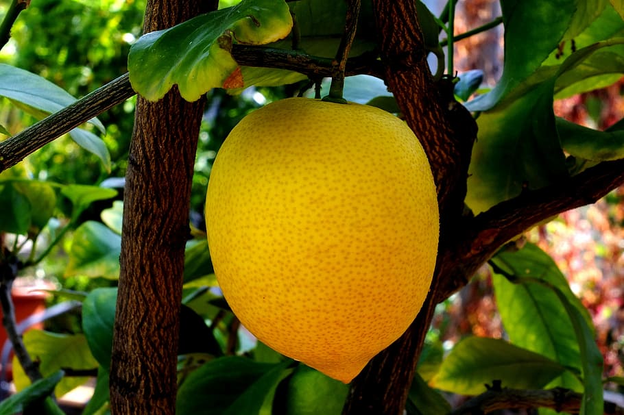 round green fruit on tree, lemon, citrus fruit, limone, italy, HD wallpaper
