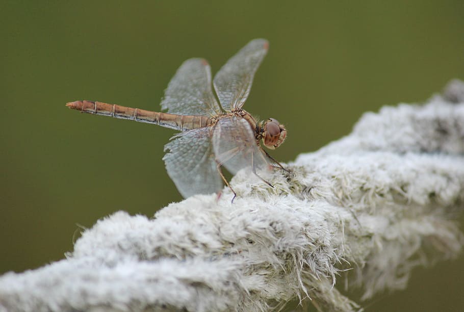 dragonfly, insect, nature, animal, wing, rope, smile, close-up HD wallpaper
