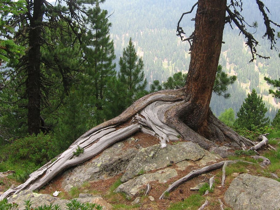tree root, gnarled, rock, wood, grow, adjustment, stone and wood HD wallpaper