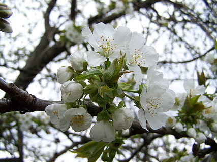white cherry fruit tree