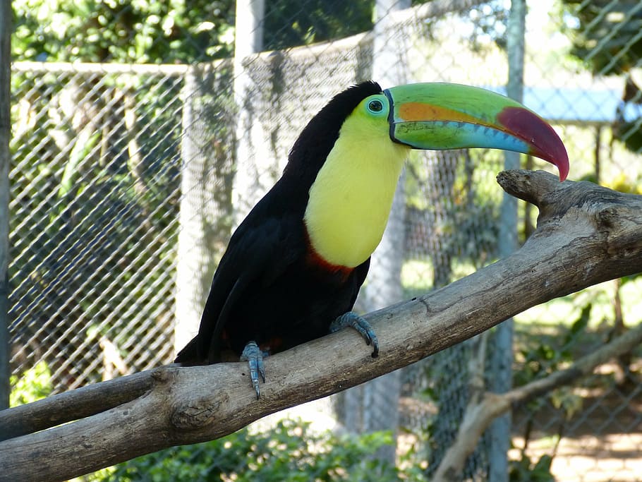 toucan, tropical bird, bill, colorful, plumage, animal, feather