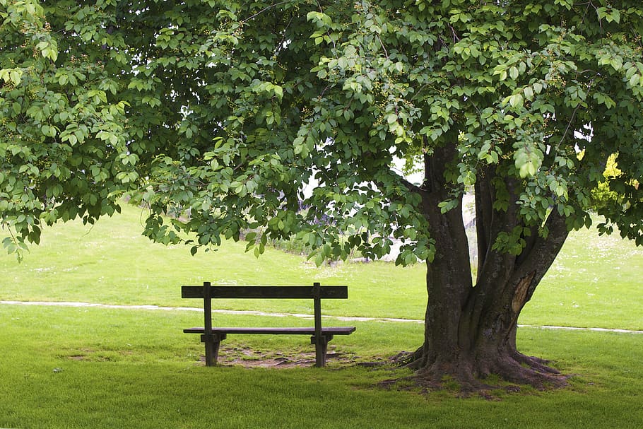 bench, tree, grass, park, green, empty, plant, seat, green color HD wallpaper