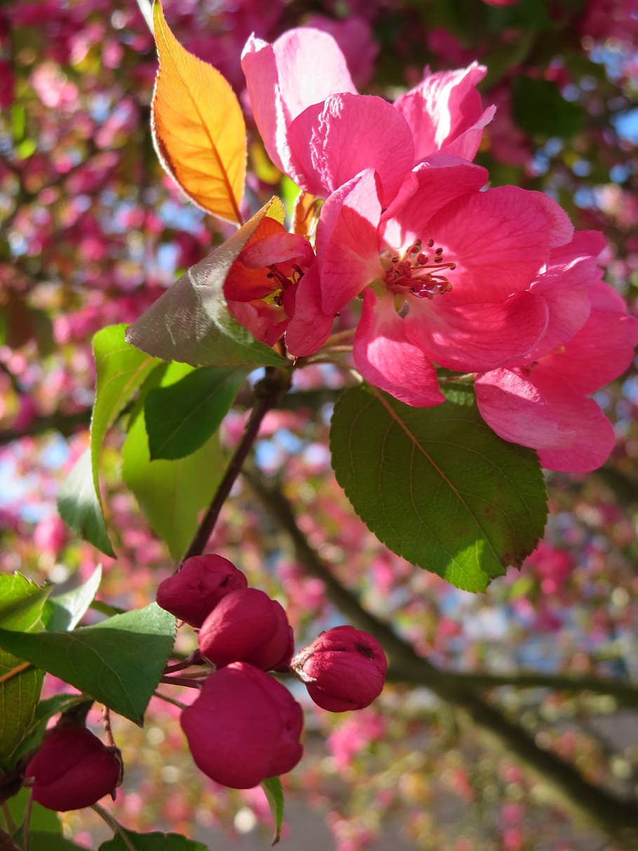 blossom, tree, spring, rose, flowering plant, beauty in nature HD wallpaper
