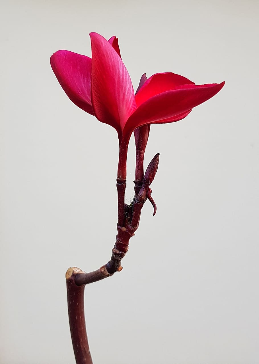 HD wallpaper: plumeria, flower, rubra, frangipani, red, petal, delicate,  nature | Wallpaper Flare