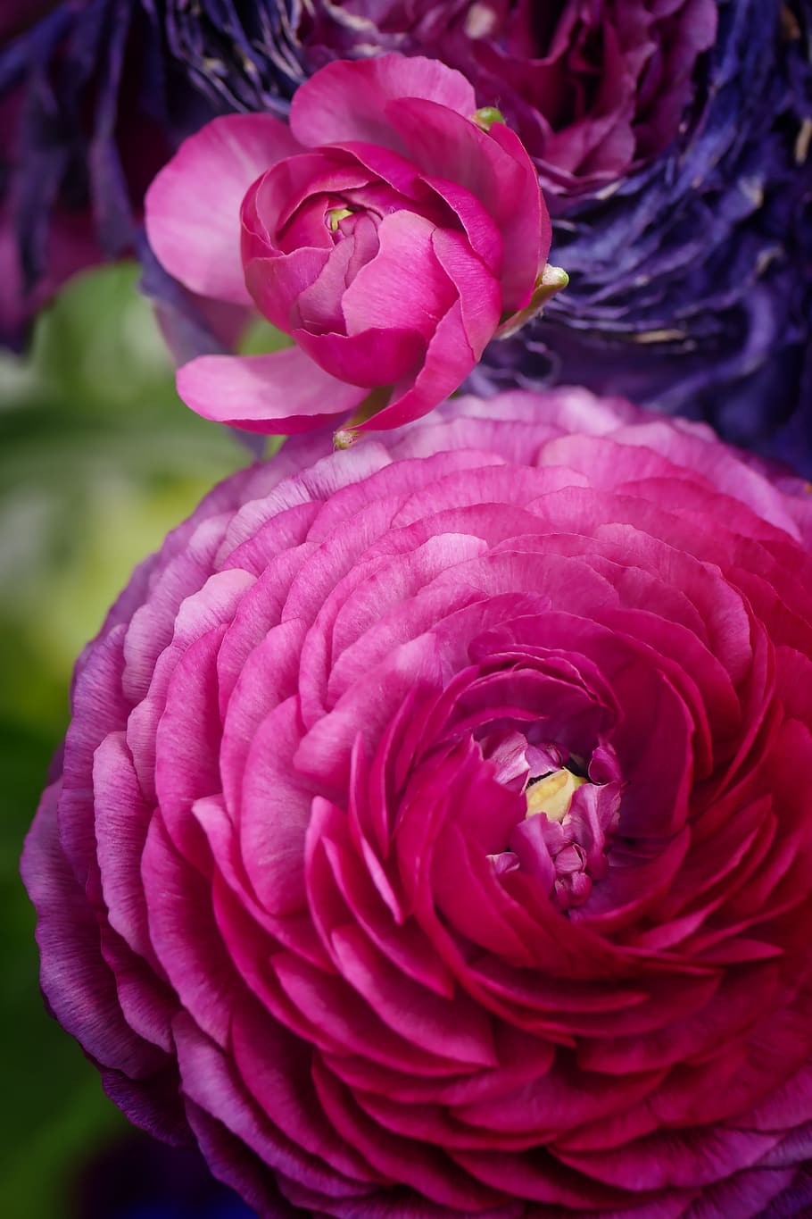two pink petaled flowers, peony, spring, blossom, bloom, nature HD wallpaper