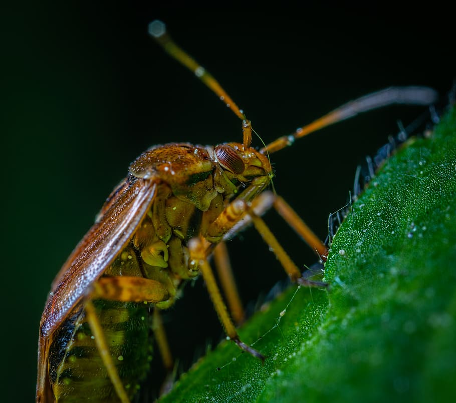 macro, insect, one animal, animal themes, animal wildlife, invertebrate HD wallpaper