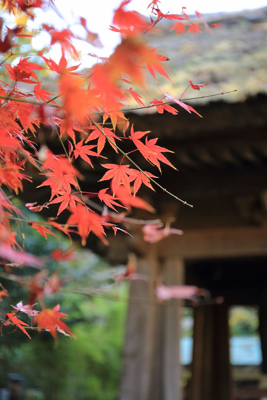 leaves, autumn, fall, trees, plant, focus on foreground, no people HD wallpaper