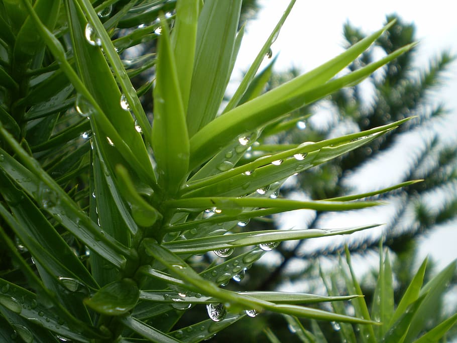 pine, pine needles, wet, rain, drops, green color, growth, plant HD wallpaper