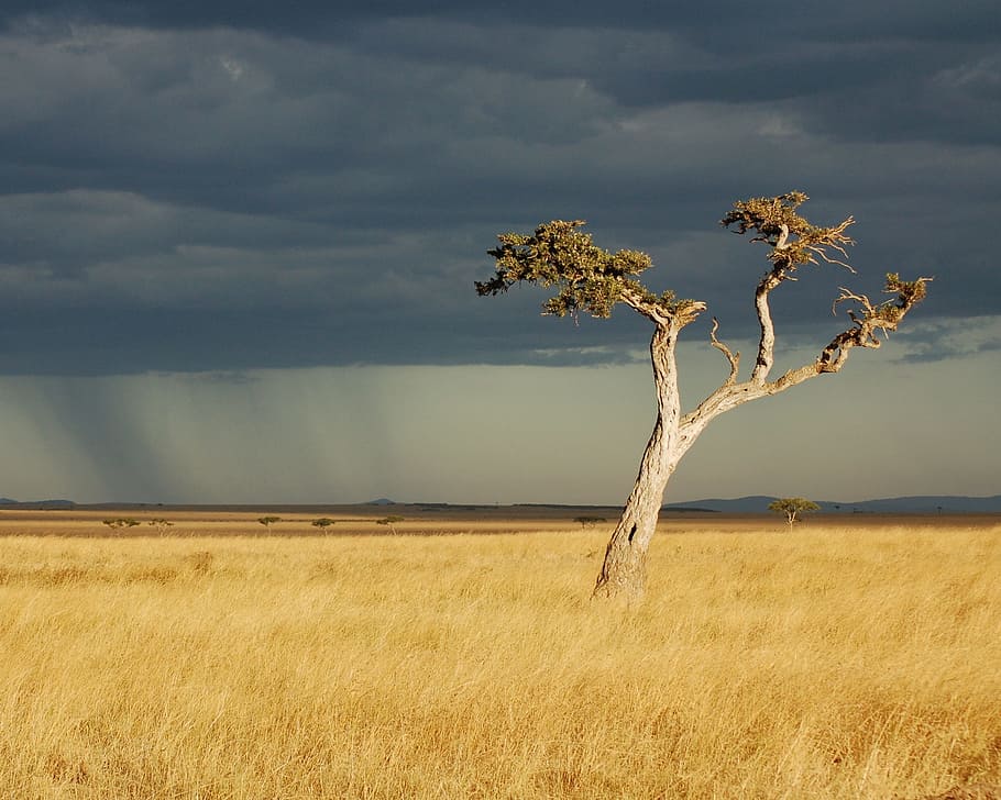 tree on brown grass field during daytime, savanna, africa, kenya, HD wallpaper