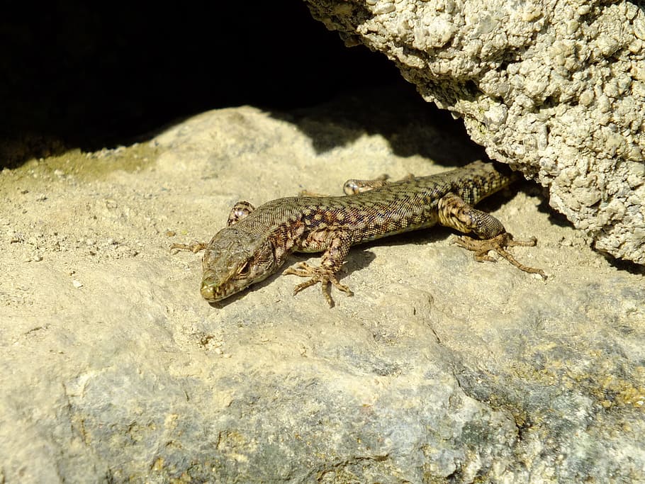 Lizard, Animals, Nature, Stone, cold blooded, rock, one animal HD wallpaper
