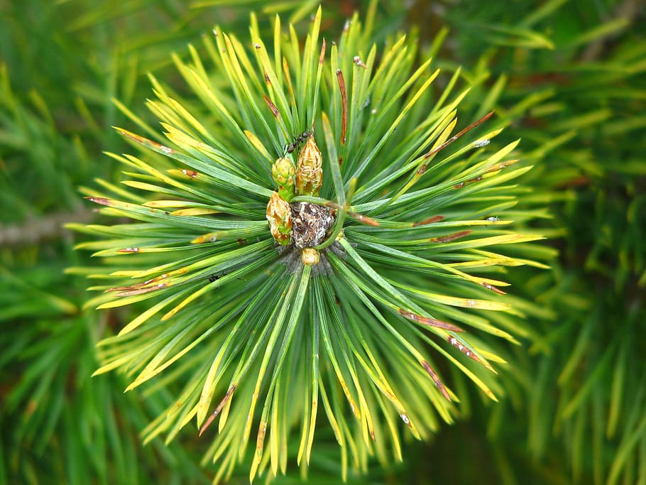 green spiky plant, pine, needles, forest, pointed, tree, conifer HD wallpaper