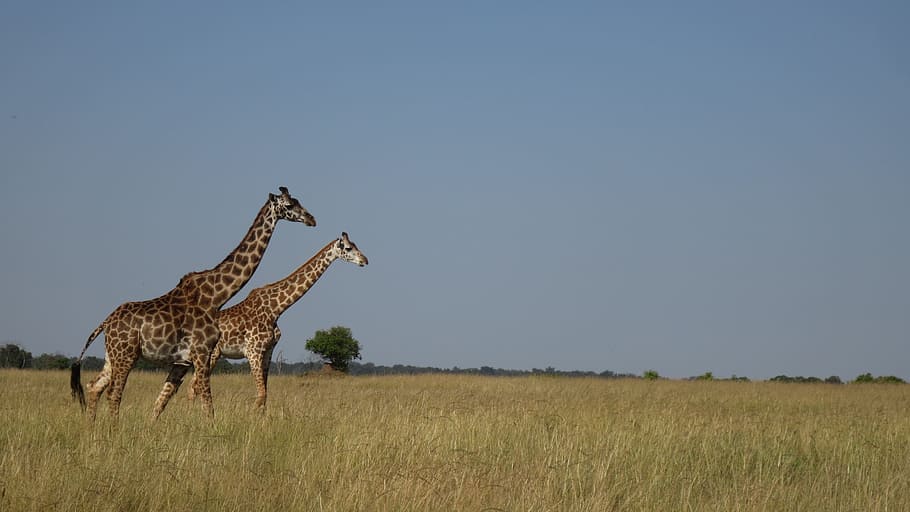 Giraffe, Africa, Masai Mara, safari Animals, nature, savannah, HD wallpaper