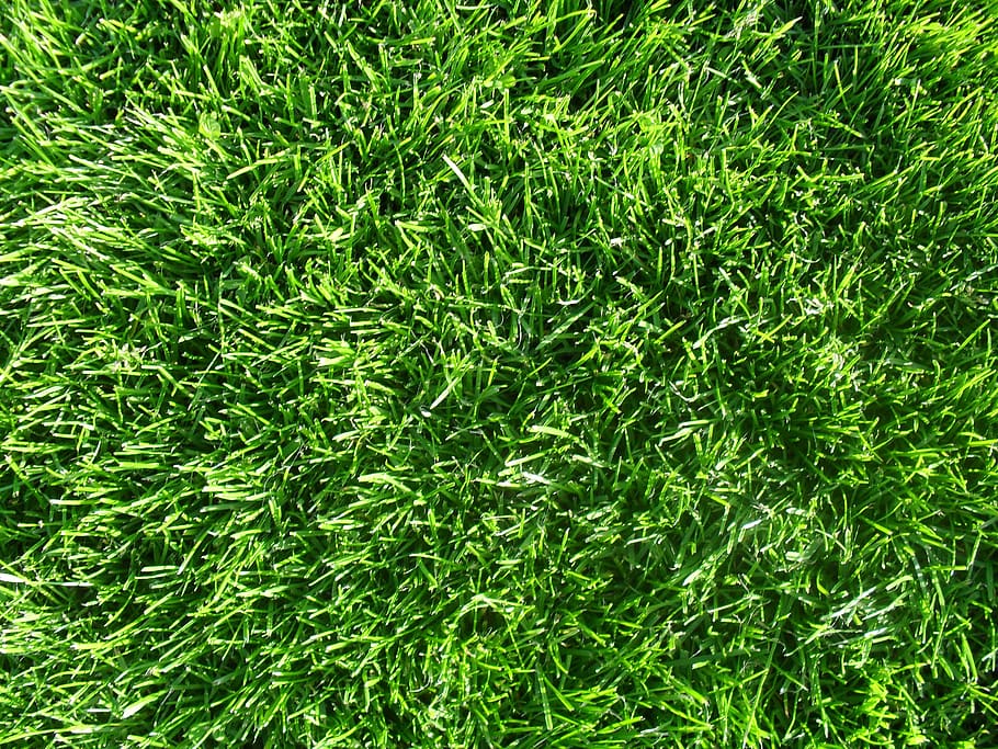 grass, background, texture, meadow, grasses, nature, background image HD wallpaper