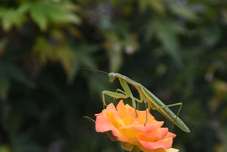 insects, mantis, nature, abstract, wipes, flower, flowering plant HD wallpaper