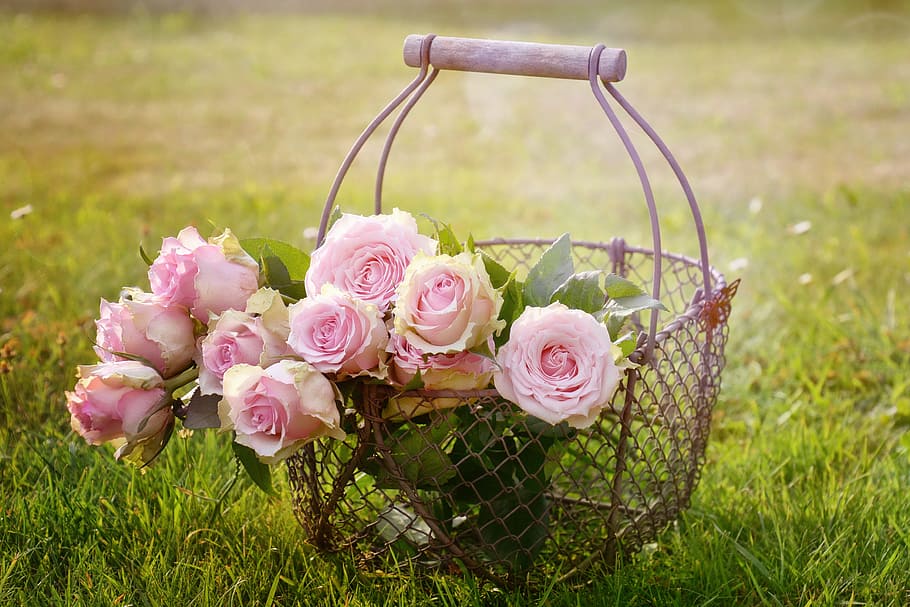 gray metal flower basket with pink rose flowers taken during daytime, HD wallpaper