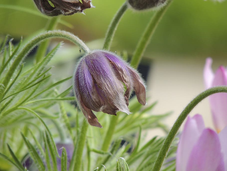 pasque flower, alpine pasqueflower, macro, hairy, hairy männle HD wallpaper