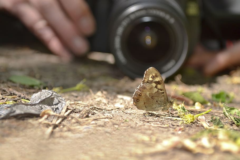 fotographer, butterfly, lens, nature, beautiful, focus, optical, HD wallpaper