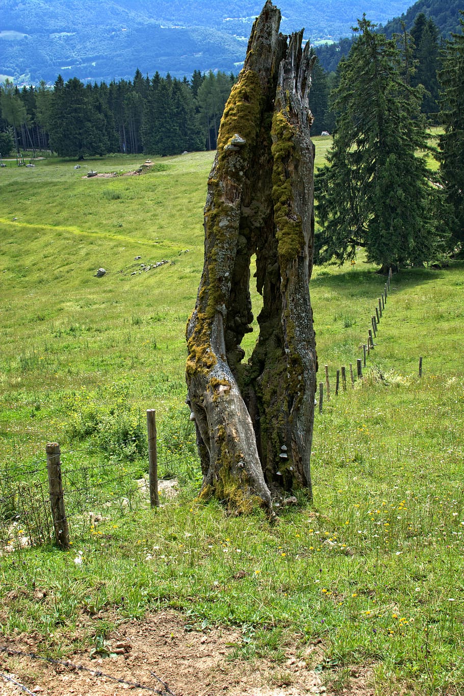 old tree, butt, tree stump, broken, tree trunk, dead tree, nature HD wallpaper