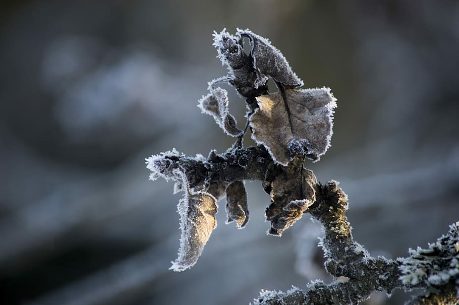 Frost, Winter, Apple, Apple Tree, no people, close-up, outdoors HD wallpaper
