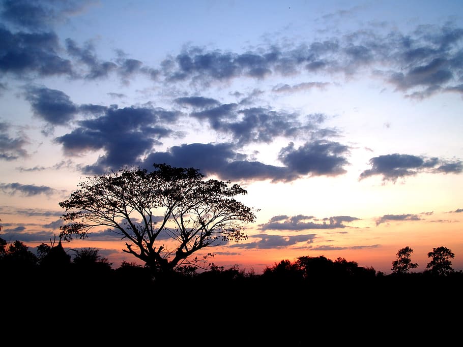 Isolated, Tree Branch, tree isolated, tree silhouette black HD wallpaper