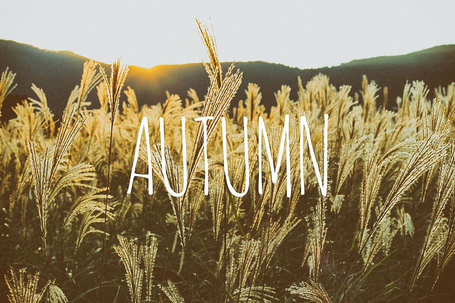 Autumn illustration, nature, agriculture, rural Scene, wheat HD wallpaper