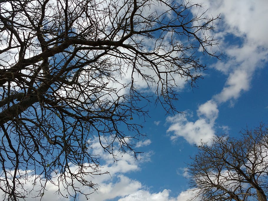 clouds, nature, landscape, trees, low angle view, branch, sky HD wallpaper