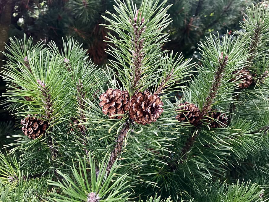 trees, conifer, cones, pine, pine cones, nature, the beauty of nature HD wallpaper