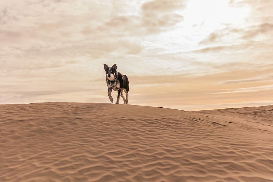 gray and white wold walking on desert, untitled, sand, beach HD wallpaper