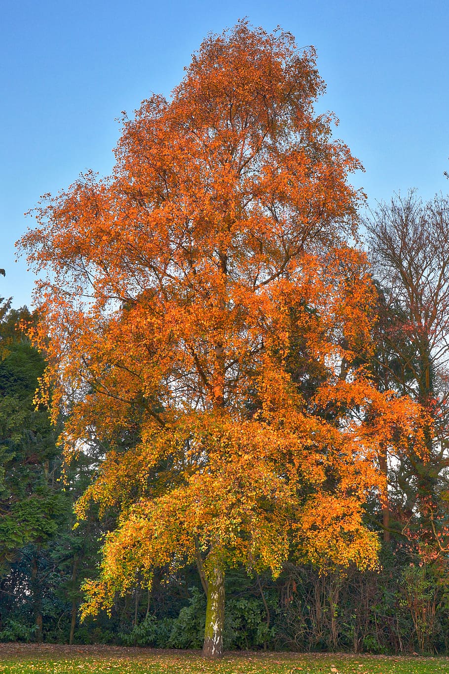 birch tree, autumn, foliage, fall, forest, plant, change, beauty in nature HD wallpaper