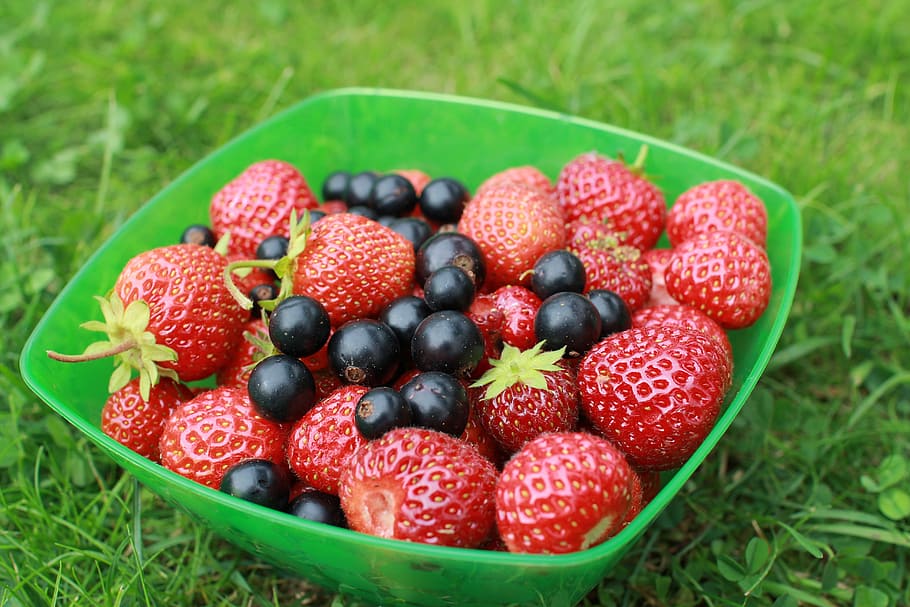 strawberry, currant, dacha, garden, summer, closeup, greens, HD wallpaper