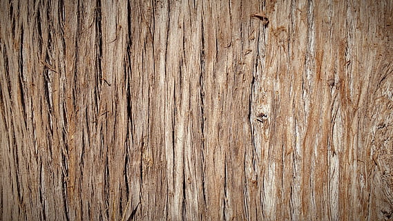 trunk, bark, tree bark, tree, nature, wood, texture, tree bark texture HD wallpaper
