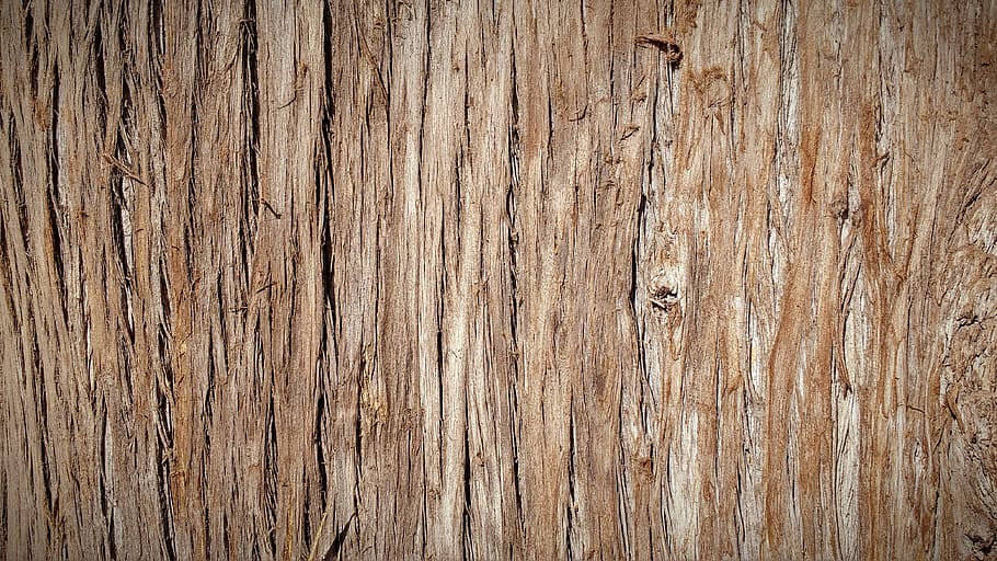 trunk, bark, tree bark, tree, nature, wood, texture, tree bark texture HD wallpaper