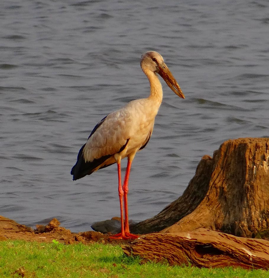 asian openbill, asian openbill stork, anastomus oscitans, bird, HD wallpaper