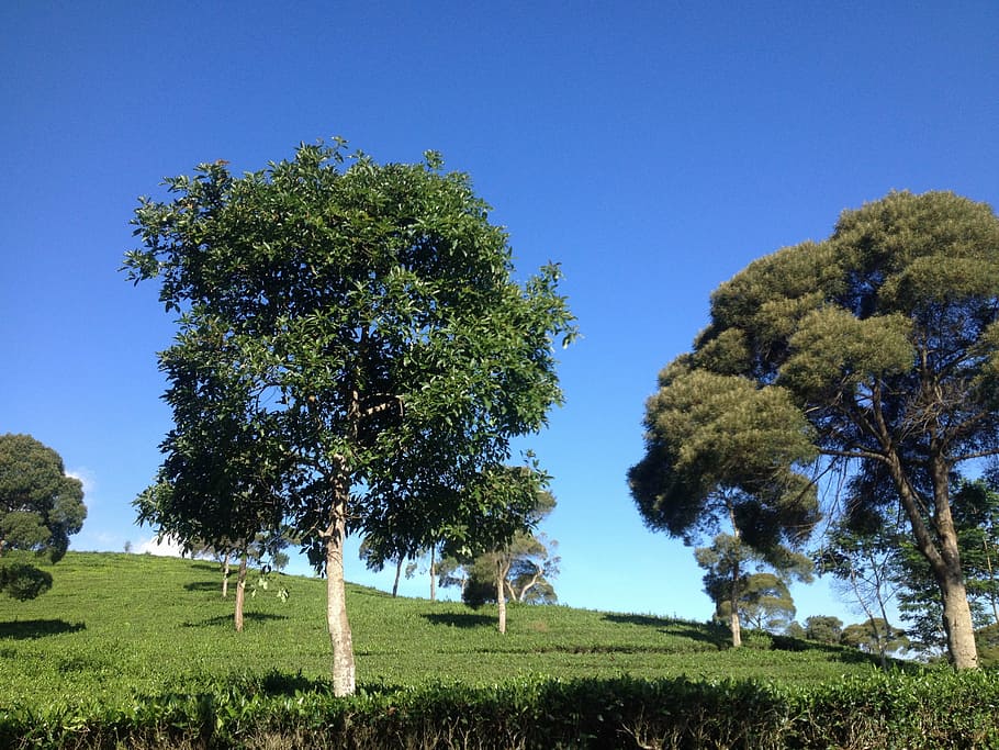 blue sky, tea field, trees, nature, summer, plant, grass, green color HD wallpaper